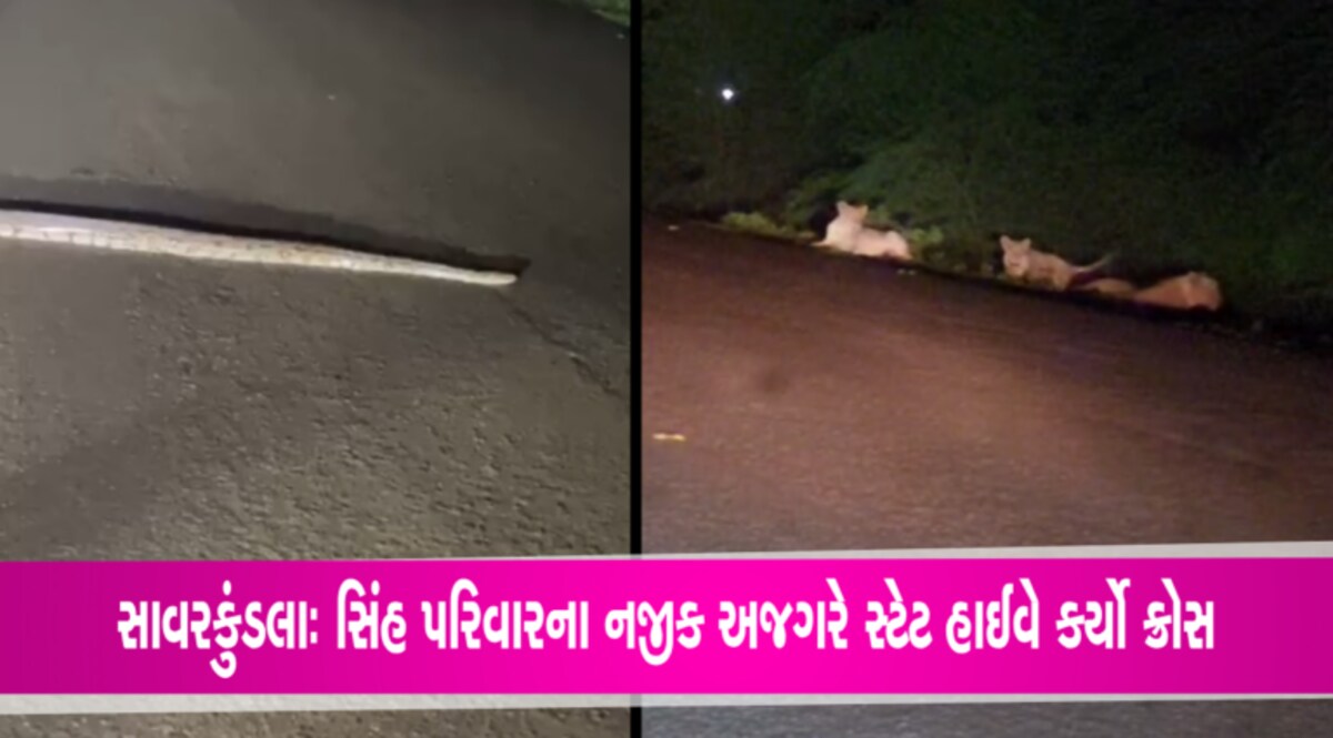 જોજો પાછા.. રોડ પર લાકડી નહીં અજગર છે, સિંહ-અજગર એક બીજાની નજીક- Videos gujarattak