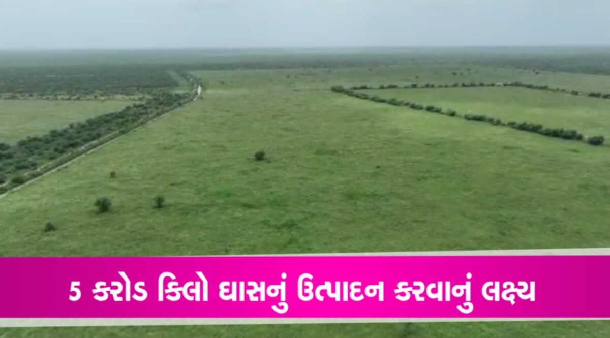 કચ્છમાં એશિયાનું સર્વશ્રેષ્ઠ બન્નીનું ઘાસીયું મેદાનઃ જળ, જીવન અને વન્યજીવનનું આશ્રયસ્થાન gujarattak