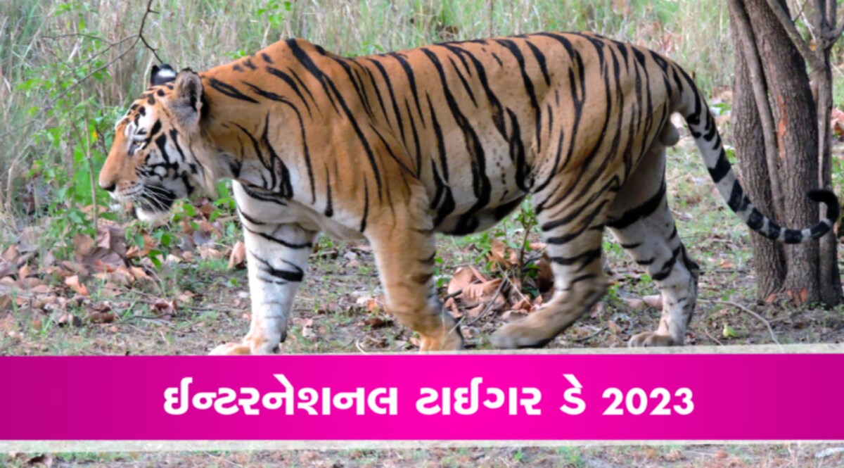 ટાઈગરની ગર્જનાઃ 268થી વધીને 3167 થઈ વાઘની સંખ્યા, ટૉપ પર મધ્યપ્રદેશ gujarattak