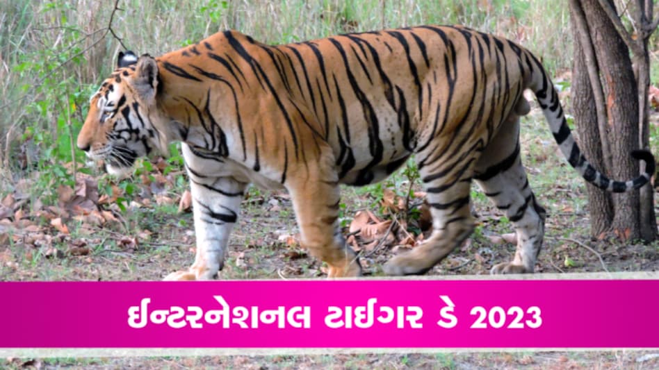 ટાઈગરની ગર્જનાઃ 268થી વધીને 3167 થઈ વાઘની સંખ્યા, ટૉપ પર મધ્યપ્રદેશ gujarattak