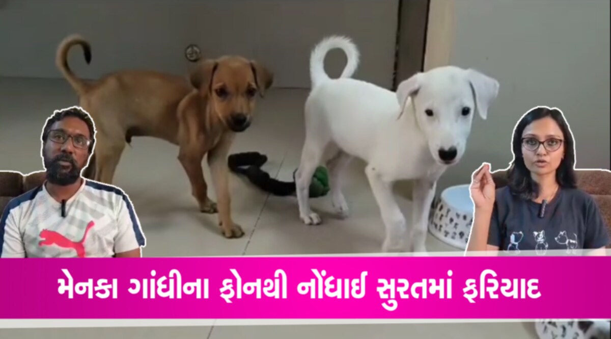 Surat માં આશ્ચર્યજનક ઘટનાઃ યુવતી ગલૂડિયાઓને મુકી આવી અજ્ઞાત સ્થળે, મેનકા ગાંધીના ફોનથી નોંધાઈ ફરિયાદ gujarattak