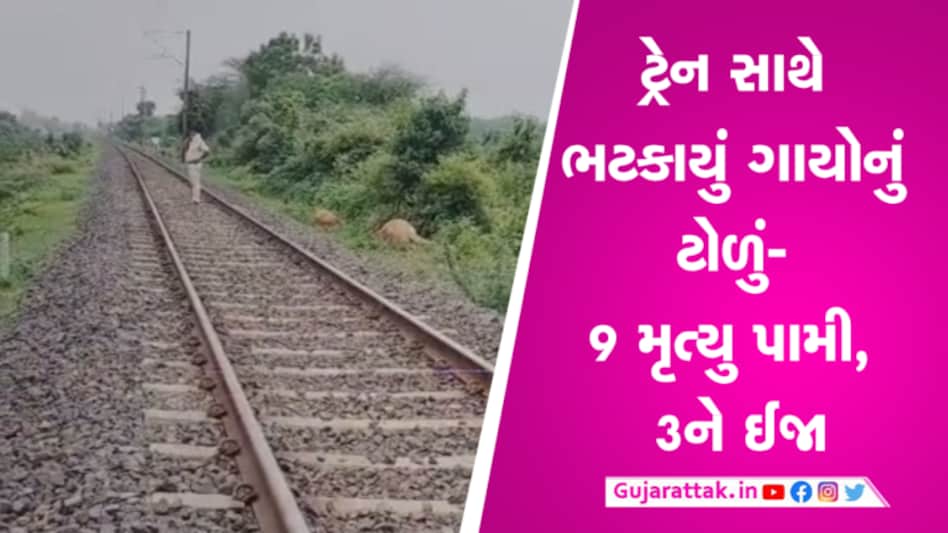 અમદાવાદ-ગોધરા હાઈવે નજીકના રેલવે ટ્રેક પર ટ્રેન સાથે ગાયોની થઈ ટક્કરઃ 9 પશુના મોત gujarattak