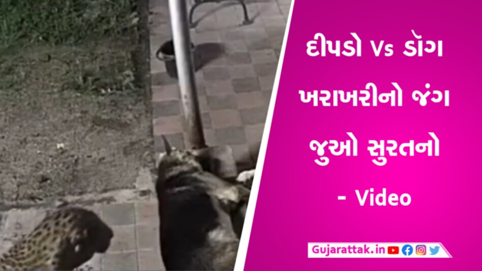 સુરતમાં દીપડા અને કૂતરા વચ્ચે જંગ, અંતમાં કોણ જીત્યું? જોઈને ચોંકી જશો- Video gujarattak