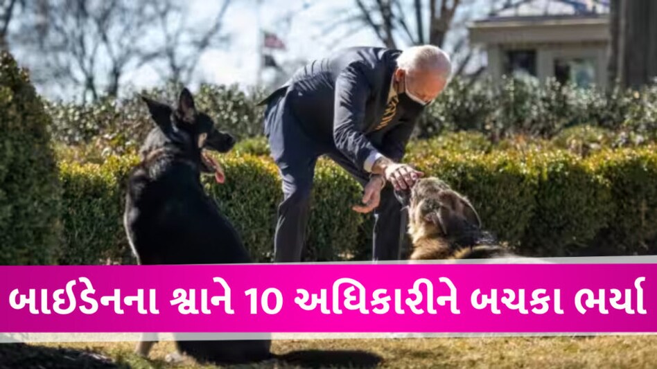 વ્હાઇટ હાઉસમાં અધિકારીઓ માટે પ્રતિબંધ, રાષ્ટ્રપતિના બાઇડેનના ‘કમાંડરે’ 10 અધિકારીઓને બચકા ભર્યા JOE Biden's DOG Commander