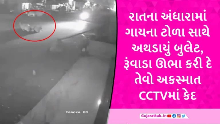 વલસાડમાં રોડની વચ્ચોવચ ઢોરનો જમાવડો, ફુલ સ્પીડે બુલેટ અથડાતા બાઈક સવાર હવામાં ફંગોળાયા gujarattak