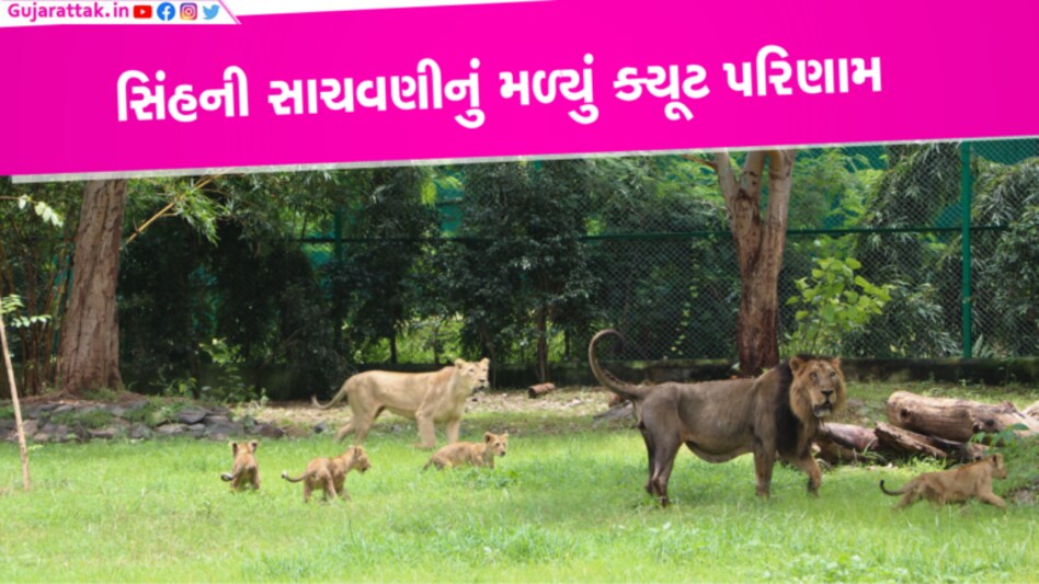 World Lion Day: નર્મદામાં જન્મેલા ગંગા, જમુના અને સરસ્વતી પોતાના ભાઇ સાથે પિંજરામાં પહેલી વાર ટહેલવા નીકળ્યા gujarattak