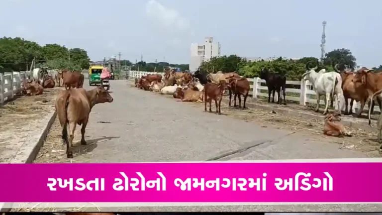 રખતાા ઢોરે વધુ એક ભોગ લીધોઃ જામનગરના તંત્રની ઘોર નિંદ્રામાં માનવ જીંદગી હોમાઈ gujarattak