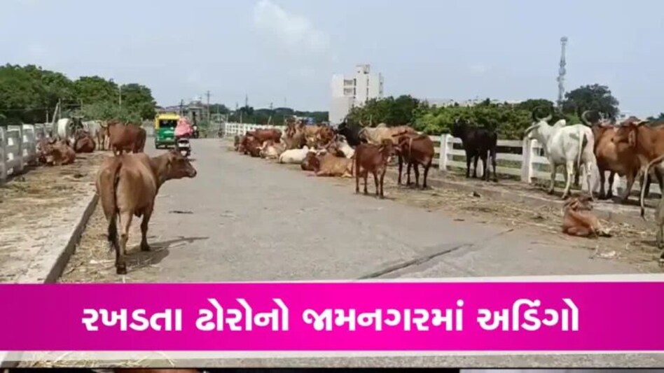 રખતાા ઢોરે વધુ એક ભોગ લીધોઃ જામનગરના તંત્રની ઘોર નિંદ્રામાં માનવ જીંદગી હોમાઈ gujarattak