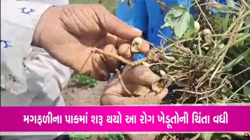 મગફળીના પાકમાં મુંડા અને સુકવો નામનો રોગ આવતા ગીર પંથકના ખેડૂતોમાં ચિંતા gujarattak