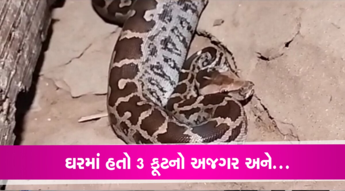 બોરસદઃ ઘરમાં હતો 3 ફૂટનો અજગર, જુઓ Video, કરાયું રેસ્ક્યુ gujarattak