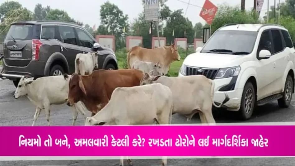 ગુજરાત સરકારે રખડતા ઢોરોને લઈ માર્ગદર્શિકા કરી જાહેરઃ રજીસ્ટ્રેશન ફરજિયાત gujarattak