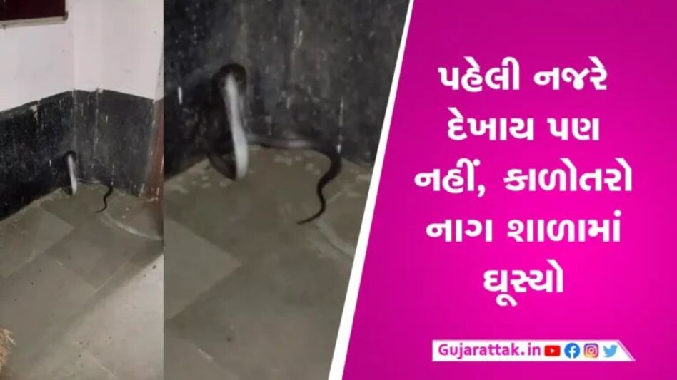 મહિસાગરની શાળામાં નીકળ્યો ઝેરી સાપઃ ફેણ ફેલાવતા લોકો ભયભીત, કરાયું રેસ્ક્યુ- Video gujarattak