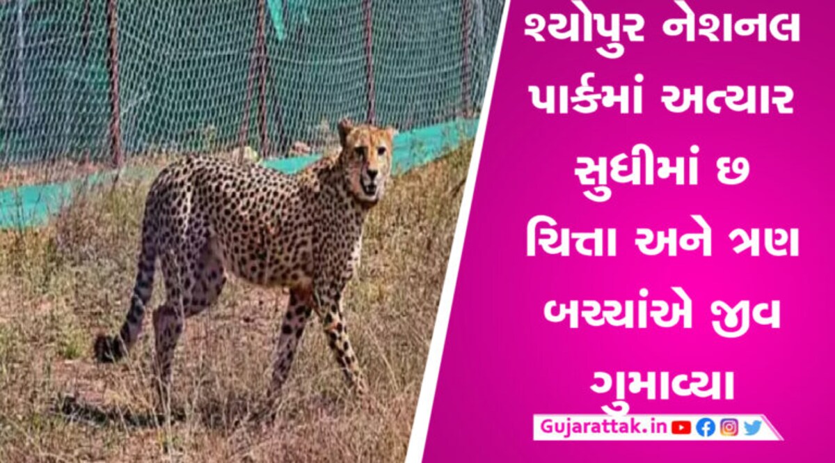 કુનો નેશનલ પાર્કમાં વધુ એક માદા ચિત્તાનું મૃત્યુ, મૃત્યુ આંક 9 સુધી પહોંચ્યો gujarattak