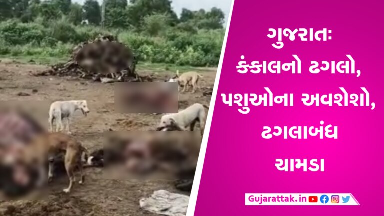 ગુજરાતના સિદ્ધપુરના દ્રશ્યો હચમચાવી મુકનારાઃ પશુઓના કંકાલનો ઢગલો, હાડકાથી મેદાન ભરાયેલુ gujarattak