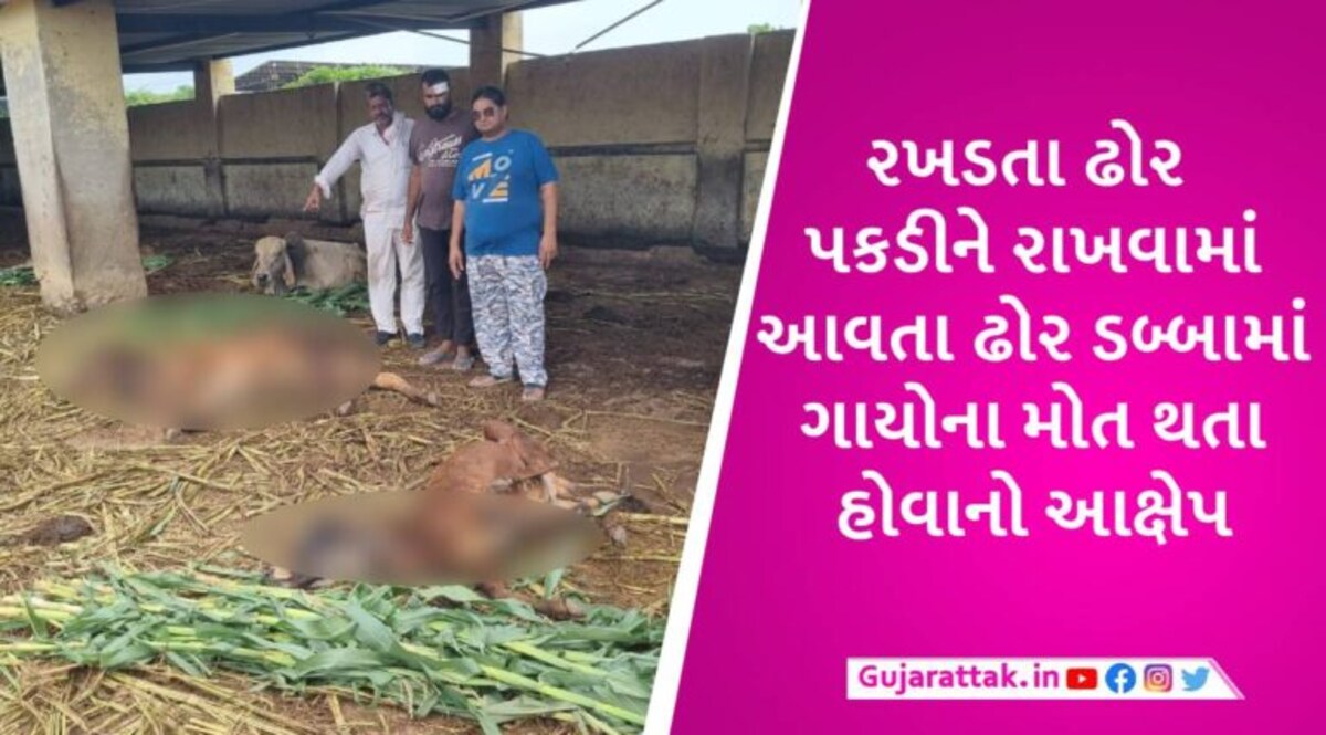 જામનગરમાં ઢોર ડબ્બામાં રોજ ચારથી પાંચ પશુઓના મોત થતા હોવાનો આક્ષેપ, સરપંચની મ્યુનિ. કમિશનરને ચીમકી gujarattak