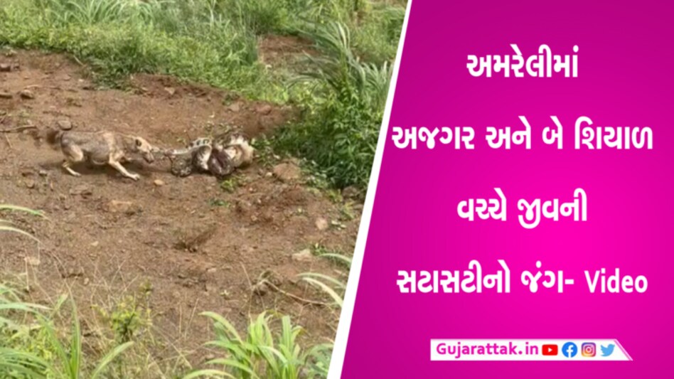 અમરેલી: અજગર અને શિયાળ વચ્ચે જીવન મરણનો જંગ- Video gujarattak