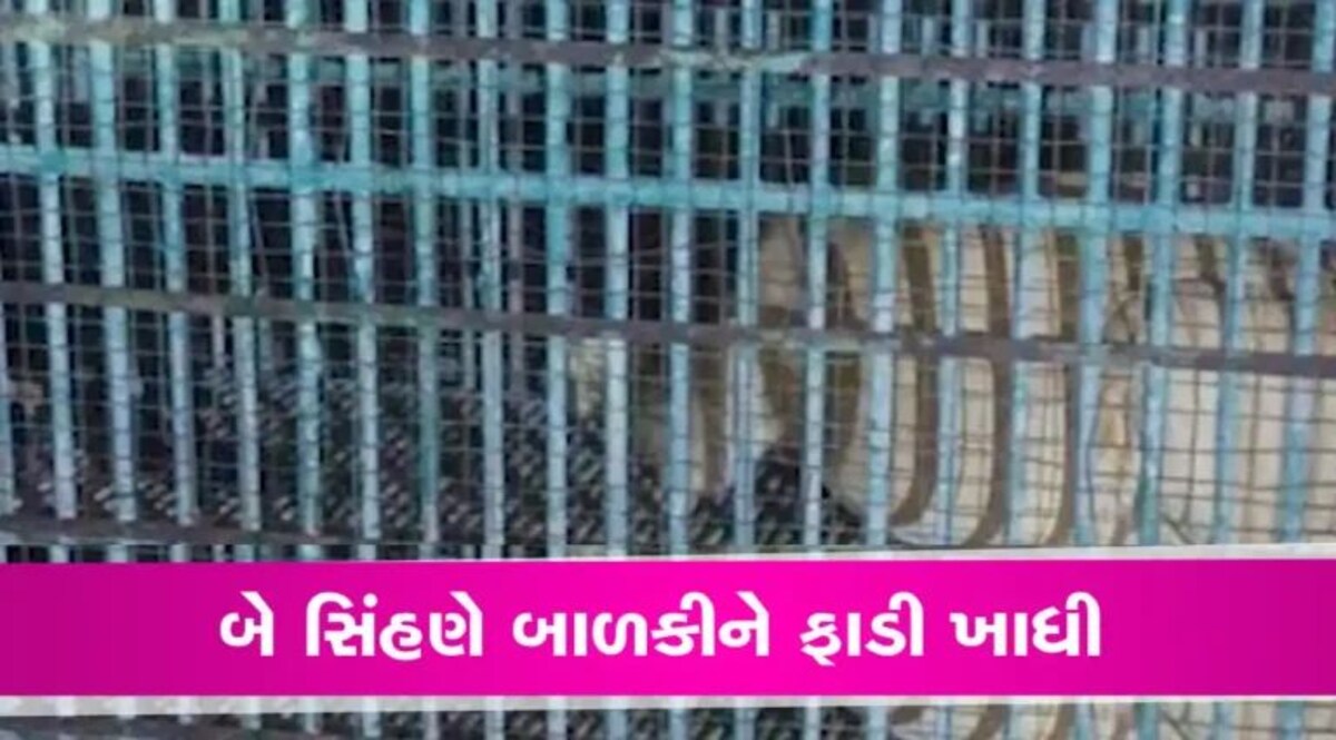 Amreli News: બે સિંહણોએ બાળકીને ફાડી ખાધી, વન વિભાગે પુરી પાંજરે gujarattak