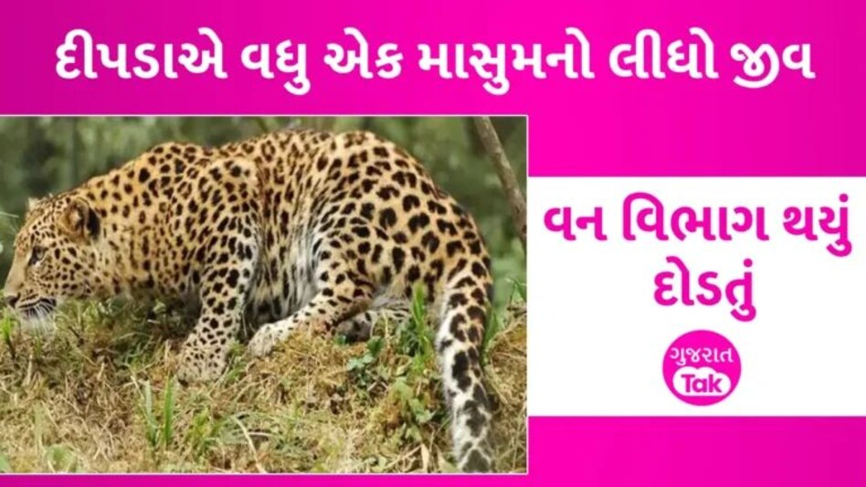 જૂનાગઢમાં માનવભક્ષી દીપડાનો વધ્યો આતંક: આજે વધુ એક બાળકીનો લીધો ભોગ, સમગ્ર પંથકમાં દહેશત gujarattak