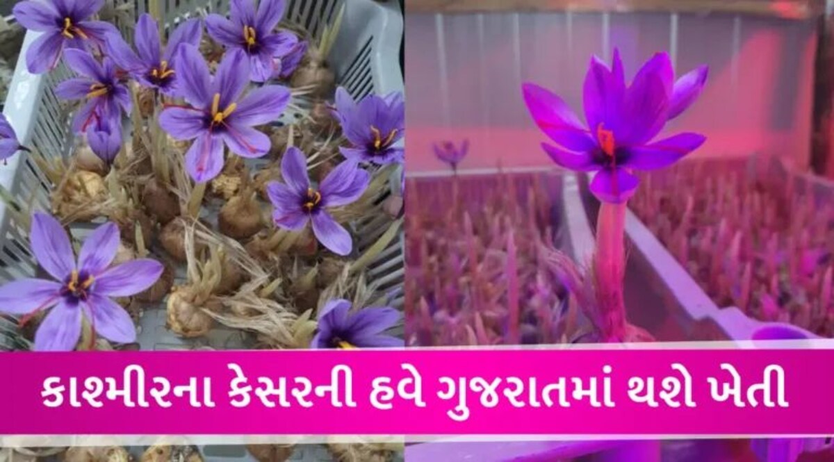 ગુજરાતમાં કેસરની ખેતીનો પાણી કે માટીનો ઉપયોગ કર્યા વગર થઈ સફળ ખેતી gujarattak