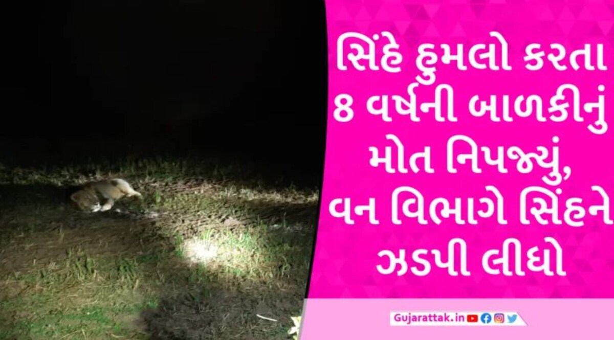 અમરેલીમાં સિંહે હુમલો કરતા 8 વર્ષની બાળકીનું મોત, વનવિભાગે સિંહને ઝડપી લીધો Lion attack on Girl in Amreli