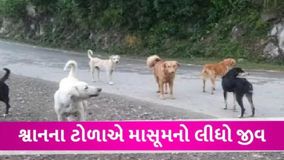 હચમચાવી નાખે એવી ઘટનાઃ રાજકોટમાં 7-8 કૂતરાઓએ 4 વર્ષની બાળકીને ફાડી ખાધી, પરિવારમાં છવાયો શોક gujarattak