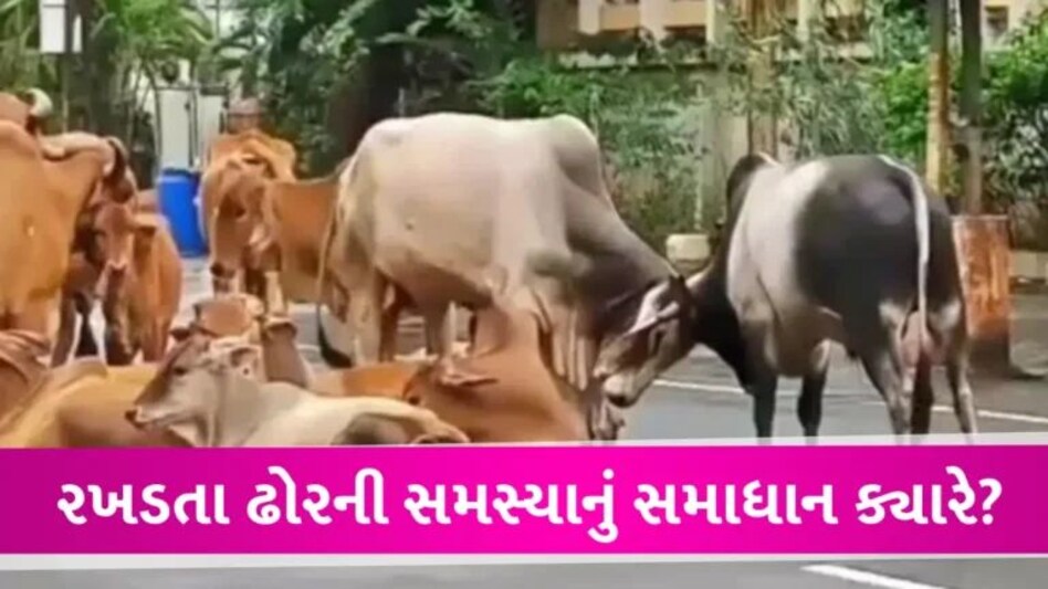 જેતપુરમાં રખડતા ઢોરના હુમલામાં 9 વર્ષના બાળકનું મોત, ક્યારે અટકશે રસ્તા પરનો આતંક? gujarattak