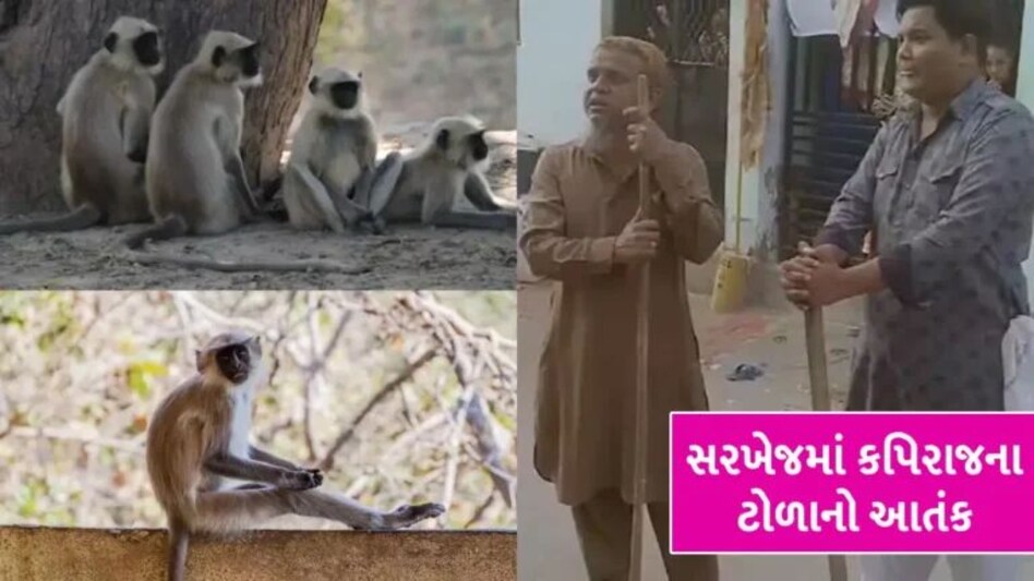 Ahmedabad: સરખેજમાં વાનરોએ કુદાકૂદ કરી મચાવ્યો આતંક, 25 લોકોને બચકા ભરી લોચા કાઢી નાખ્યા, સ્થાનિકોમાં ફફડાટ gujarattak