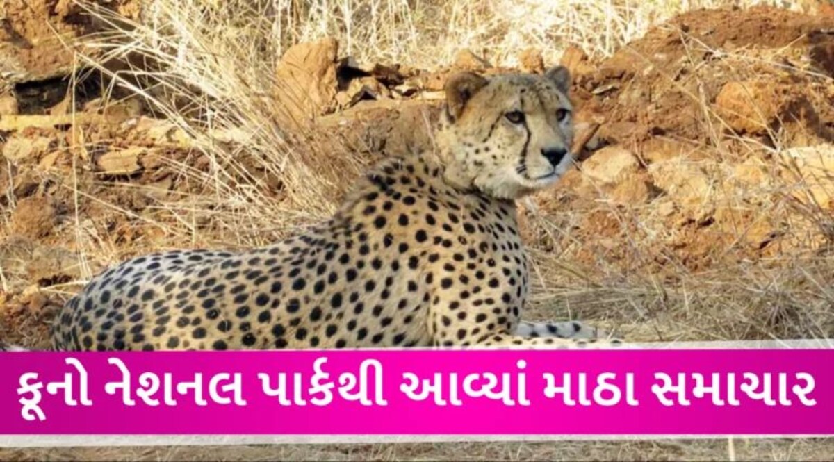 Kuno National Park માં વધુ એક ચિત્તા ‘શૌર્ય’નું મોત, મૃત્યુઆંક 10 સુધી પહોંચ્યો gujarattak