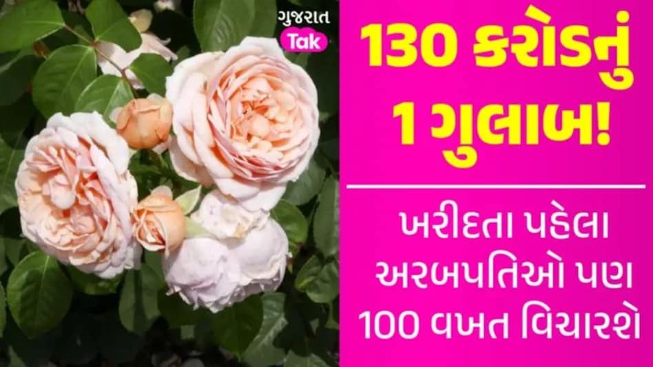Rose Day 2024 : એક એવું ગુલાબ જેની કિંમત 130 કરોડ રૂપિયા!, જાણો તેમાં શું છે ખાસ gujarattak