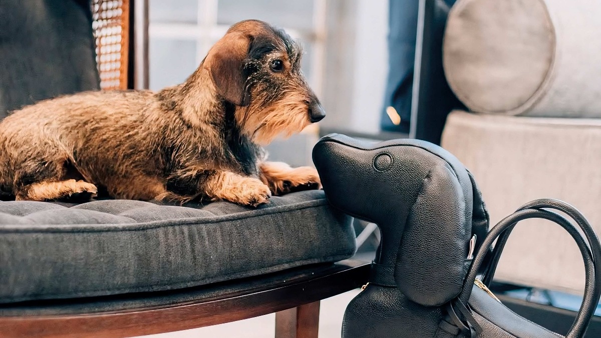 HELLO! India Exclusive: Paws-onal icons of the fashion world