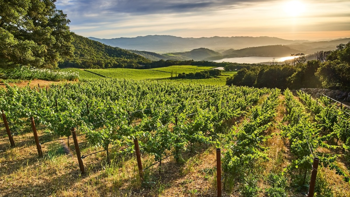 California uncorked: Exploring the Golden State’s most iconic wine regions