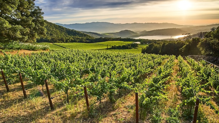 California uncorked: Exploring the Golden State’s most iconic wine regions