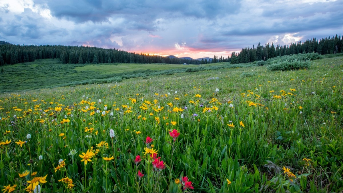 Harper's Bazaar India
