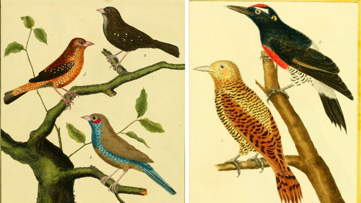 Harper's Bazaar India