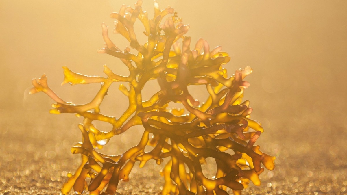 Harper's Bazaar India