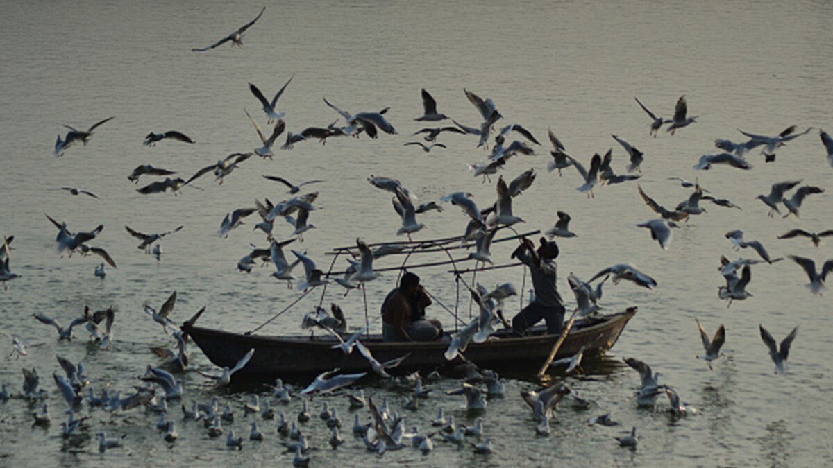 अक्टूबर में ही साइबेरियन बर्ड्स से गुलजार हुआ संगम तट
