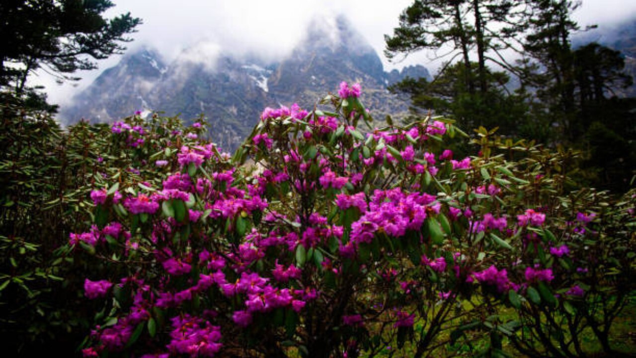 Uttarakhand Valley of Flowers
