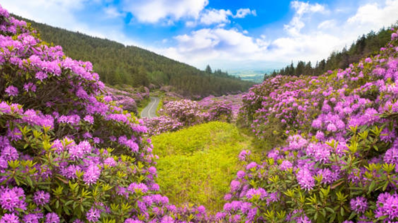 Hampta Pass Himachal Pradesh