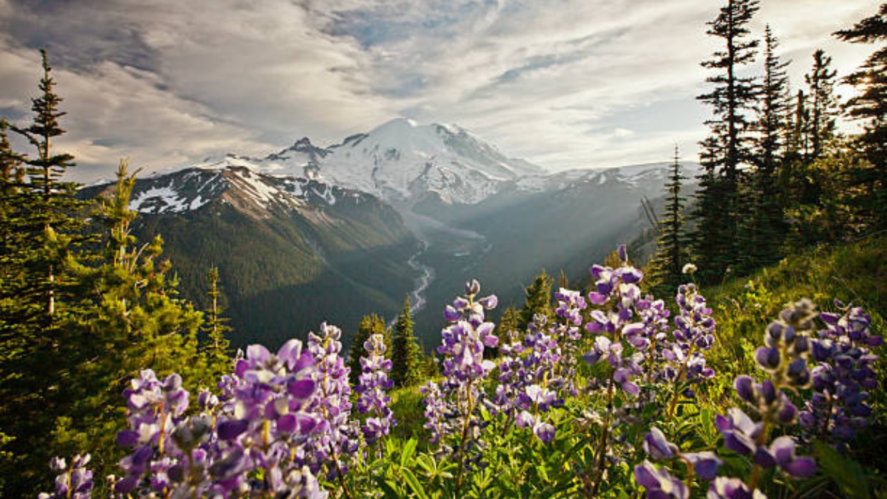 India Valley of Flowers