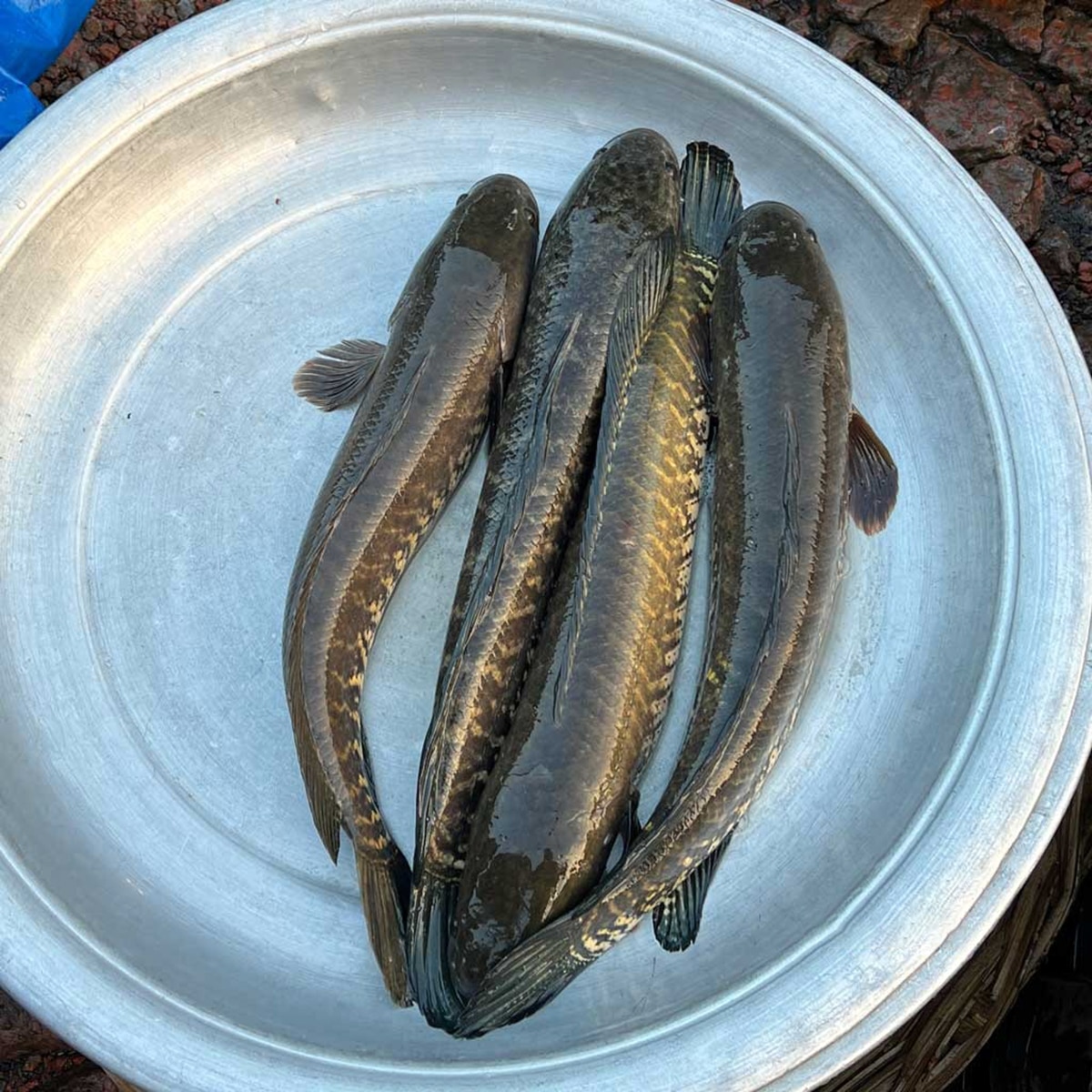 পোড়া শোল
