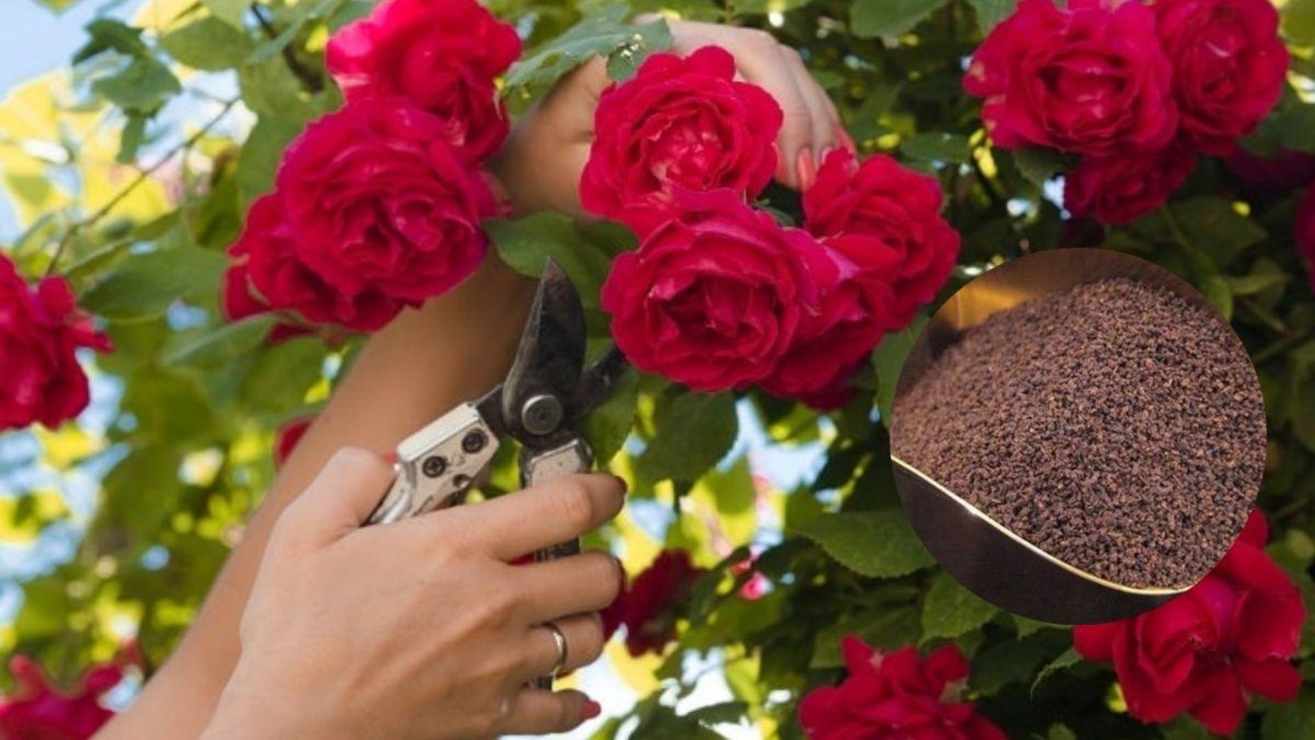 गुलाब के फूल