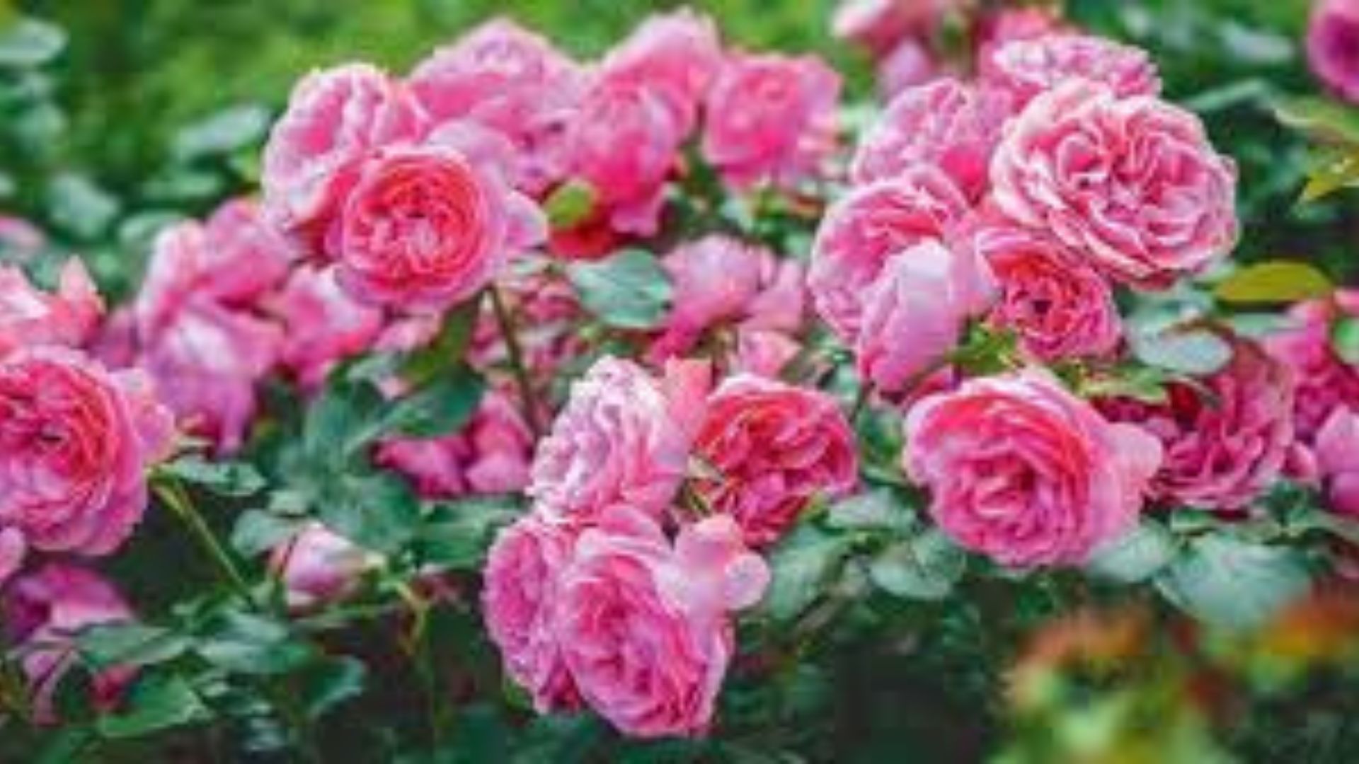 सुबह-सुबह करें स्प्रे