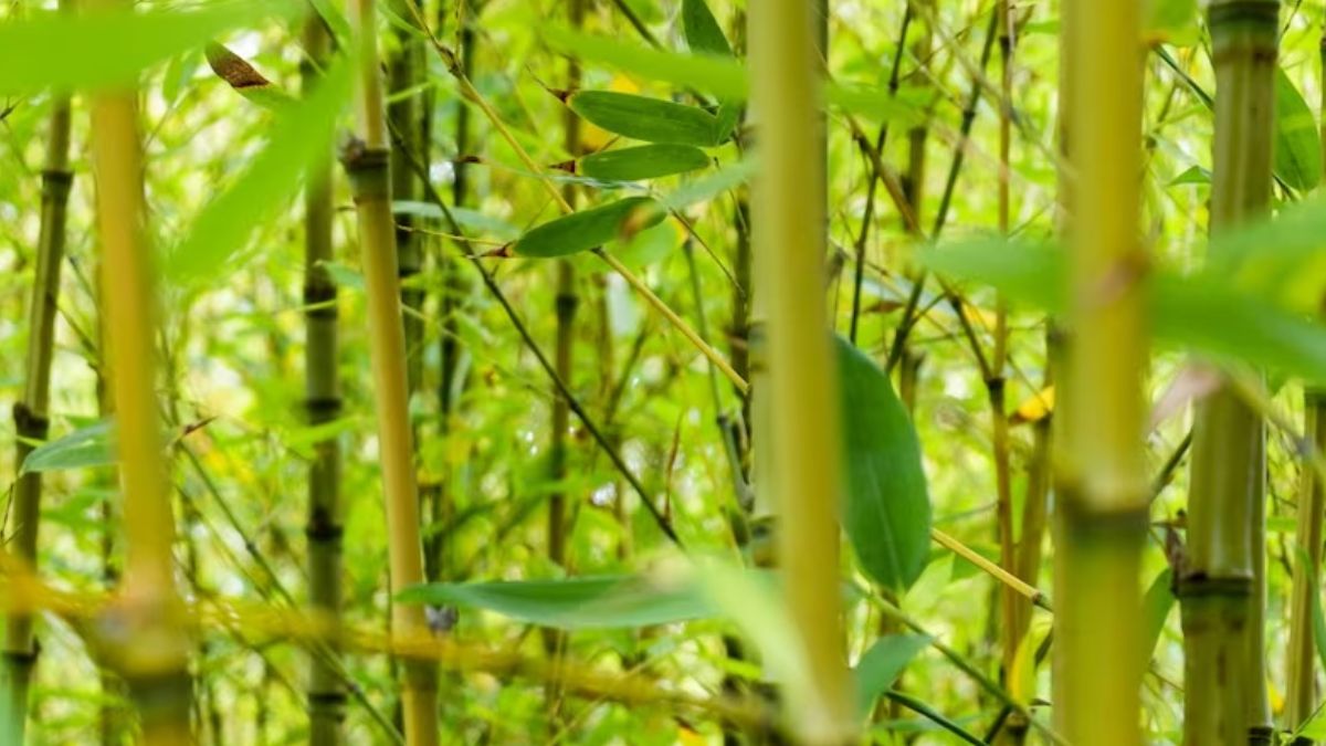 Bamaboo Farming Cost