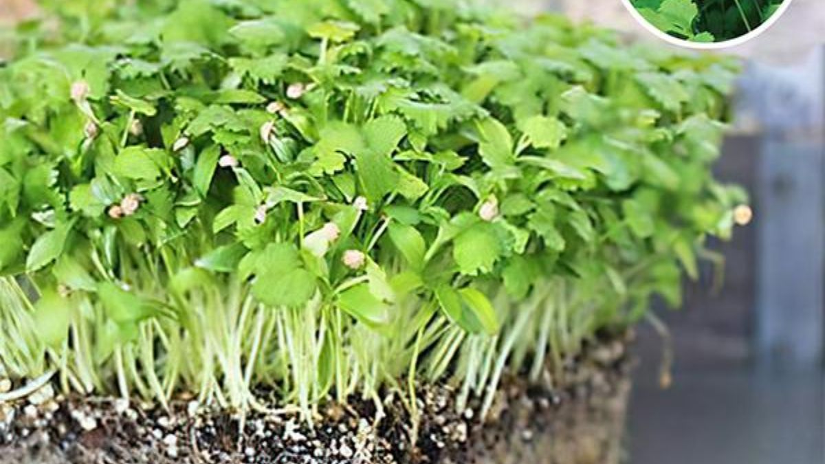 धनिया माइक्रोग्रीन- हर डिश को बनाए खास