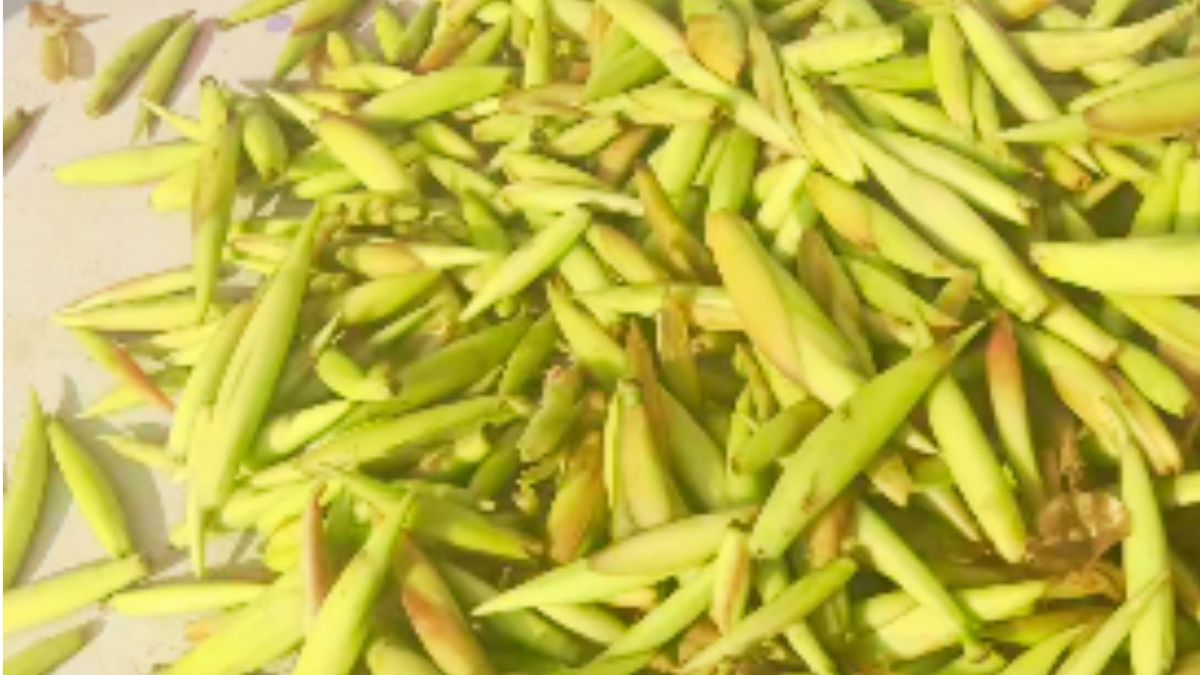 फुटकल साग