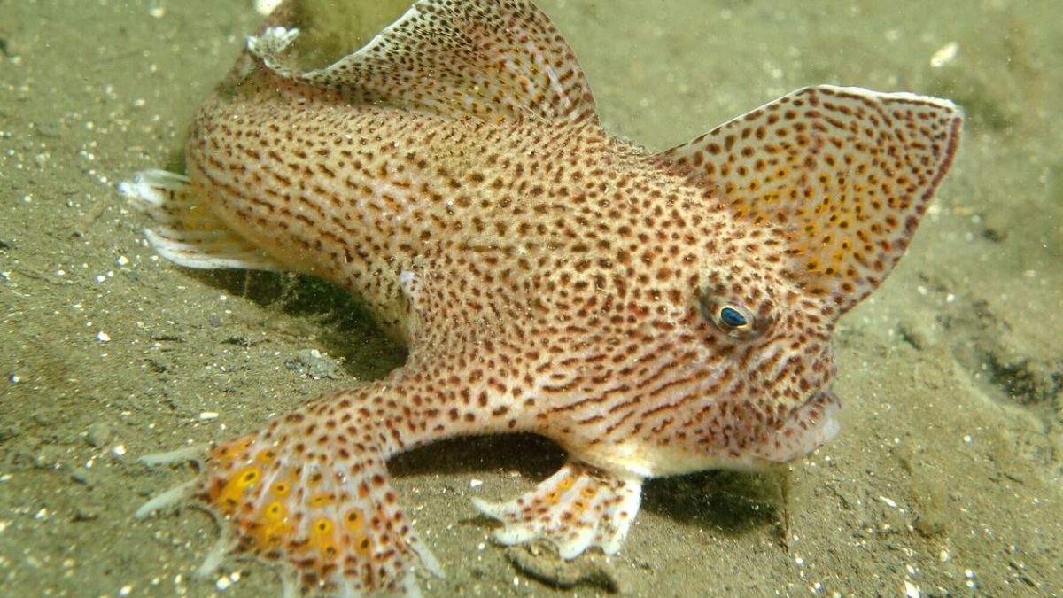  स्मूथ हैंडफिश