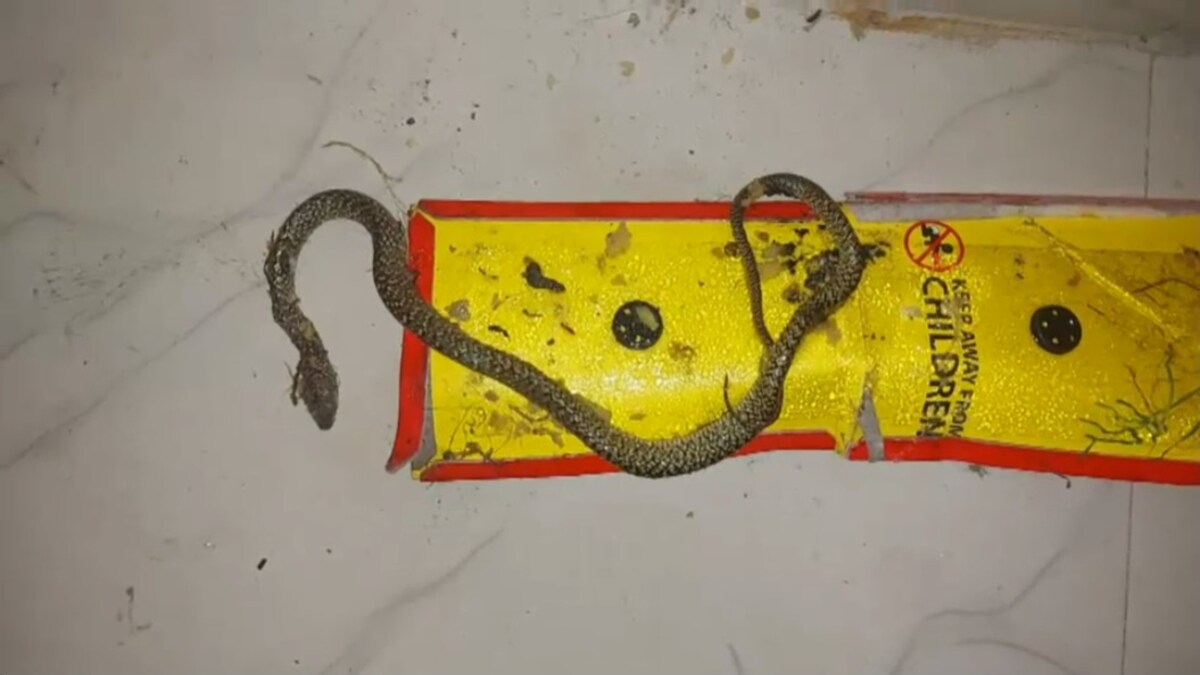 Lakhimpur Kheri News Lakhimpur Kheri News