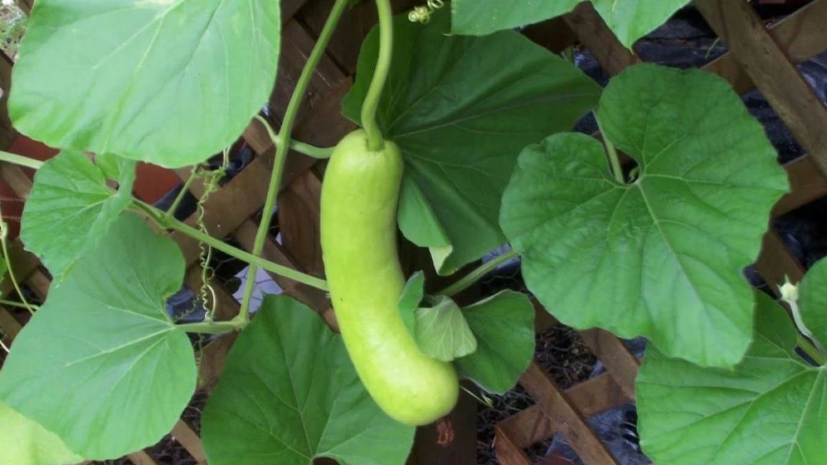 Bottle Gourd Plant