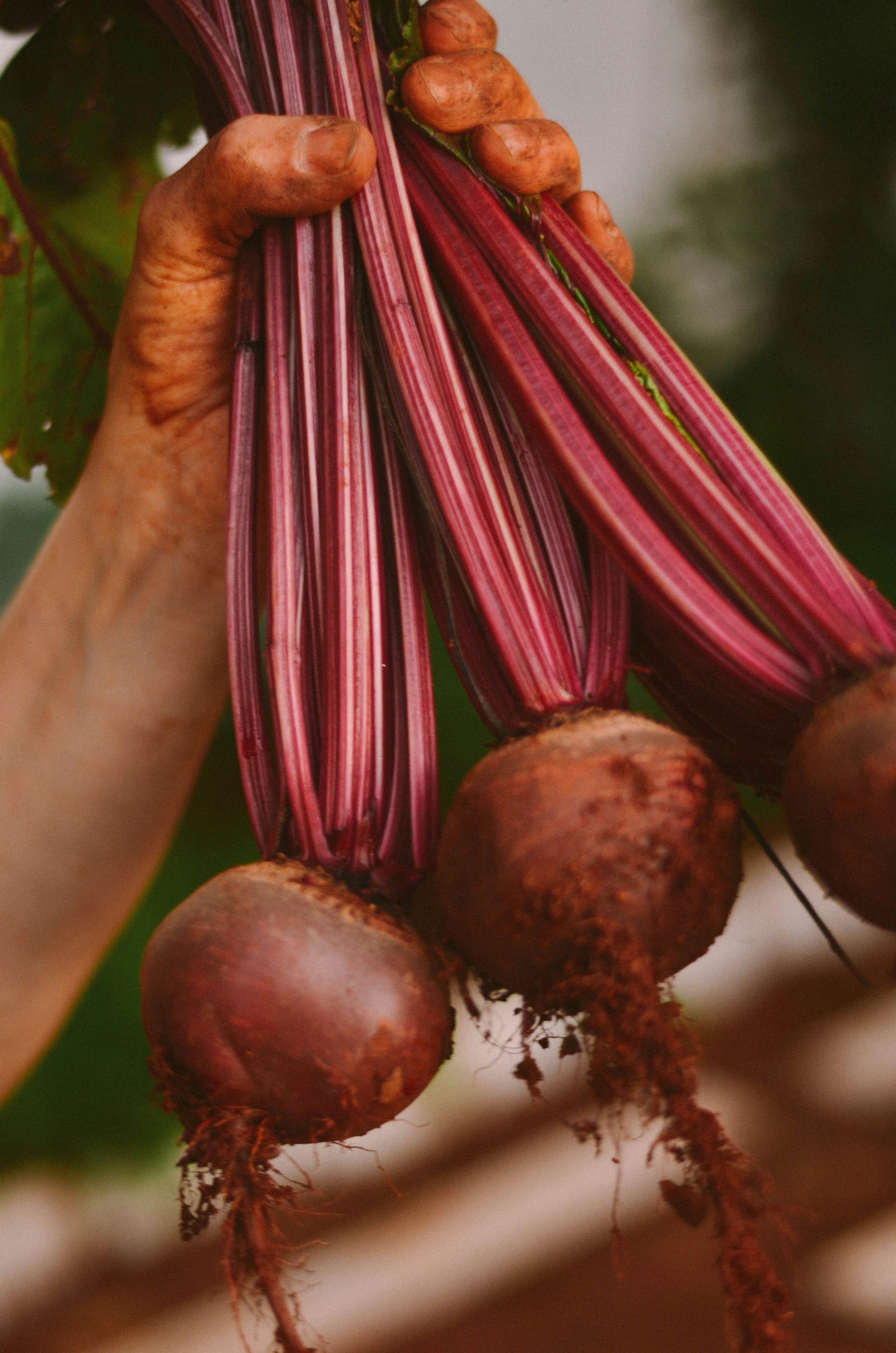 Beetroot: Photo: Unplash 
