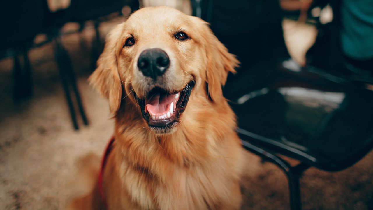 5 Most Expensive Dog Breeds